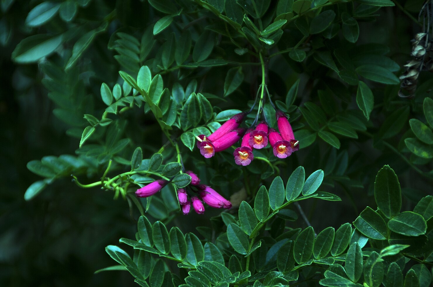 Lush green botanical plants in natural Kenyan environment representing the country's rich plant biodiversity